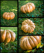 composition citrouilles