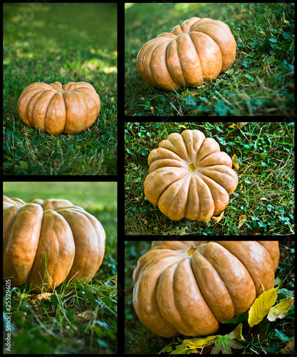 Photo: composition citrouilles composition citrouilles