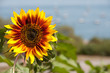 Sunflower by the Seaside