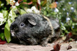 Meerschweinchen