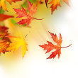 Autumn Autumn