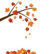 Branch of maple tree Branch of maple tree