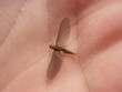 Photo: Fly Hand Fly Hand