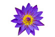 Purple Lotus on White Background