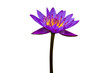 Purple Lotus on White Background