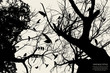 tree and bird