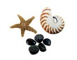 starfish, seashell and stones