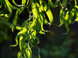 Photo en ligne au meilleur prix Curly Willow