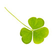 clover