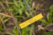 Oignon rouge dans un potager Oignon rouge dans un potager