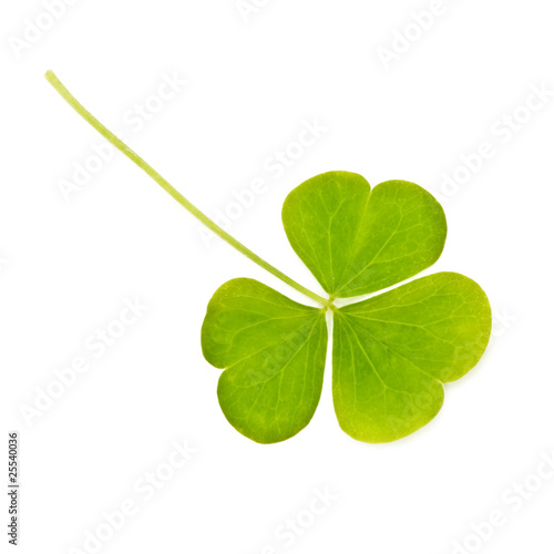 clover
