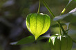 Physalis