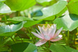 lily