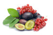 fresh fruits