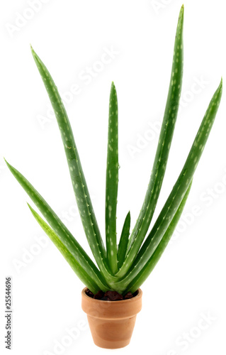 pot d'aloe vera, fond blanc