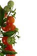 tomates