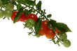 tomates