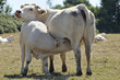 Vaches Vaches