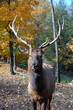 Elk Elk