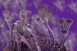 microbe,