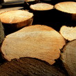 Photo: Holz-9336b1 Holz-9336b1