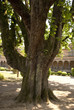 Arbre dans une cours