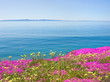 Island and Flowers
