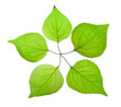 Five green leaf look like a five-pointed star
