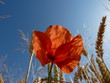 Mohnblüte