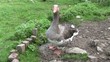Video: Graugans Graugans