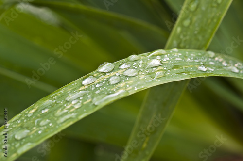 Gouttes de pluie sur une feuille