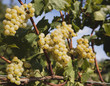 Grappoli Maturi Chardonnay