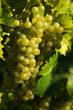 White grapes