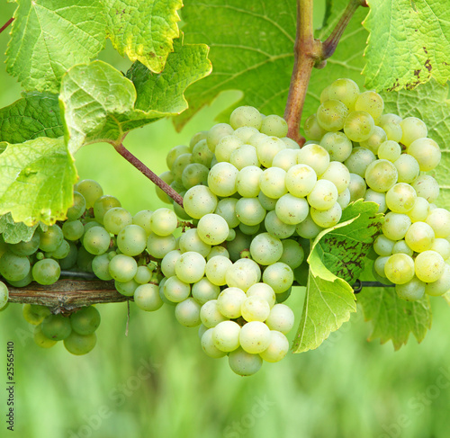 Foto: Weisswein Trauben - White Wine Grapes Weisswein Trauben - White Wine Grapes