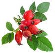herb - rose hip