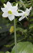 tige de fleurs blanches du lys de la vierge