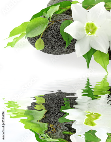 Photo: fleur blanche du lys de la vierge et ficus sur galets fleur blanche du lys de la vierge et ficus sur galets
