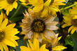 Foto: Dead dried flower - passing time Dead dried flower - passing time