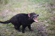 Diable de Tasmanie