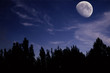 night landscape with the moon, trees silhouette