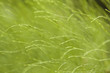 horsetail abstract background horsetail abstract background