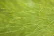 horsetail abstract background horsetail abstract background