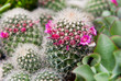 Cactus and succulent plants