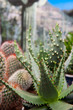 Cactus and succulent plants