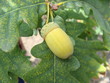 Acorn Acorn