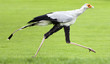 Very rare species of bird of prey Very rare species of bird of prey