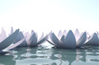 Zen loto flowers in water