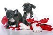 Französische Bulldogge Welpen mit Elch
