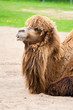Camel.
