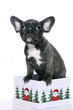 Französische Bulldogge Welpe sitzend im Weihnachtsschachtel